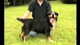 I Quattro Bovari Svizzeri Entlebucher [upl. by Redienhcs]