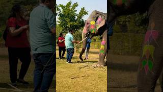 Elephant Feeding  elephant food elephant eating food shorts shortvideo youtubeshorts [upl. by Auburn308]