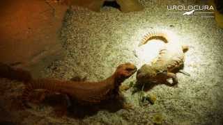 Uromastyx Geyri naranjas comiendo flores 03 2014 [upl. by Westbrooke]