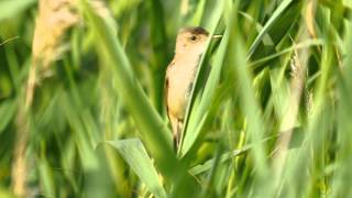 Eurasian Reed Warbler singing  Teichrohrsänger singt [upl. by Lesak530]