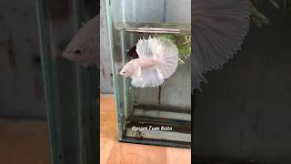 Betta dumbo half moon white development🙀betta bettafishtank [upl. by Queston]