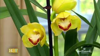 CYMBIDIUM ORCHID Care  Repeat Flowering Step by Step Shirley Bovshow [upl. by Tillo]