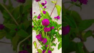 Very beautiful Gomphrena plantgardening plants gardenflowers viralvideos trail ytshorts [upl. by Annawt638]