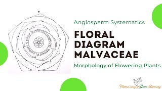 Malvaceae Floral Diagram I Morphology of Flowering Plants [upl. by Nanaek]