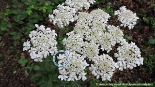 Fiveminute families  Apiaceae [upl. by Tterej]