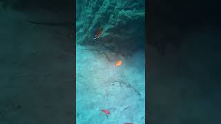 Stingray and damselfish in tenerife scubadiving [upl. by Daniela]