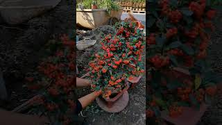 火棘换盆 bonsaitree tree bonsailovers bonsaigarden Pyracantha [upl. by Spiegel]