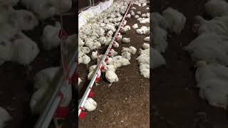 Chicken lifting day chickenfarm [upl. by Shull720]