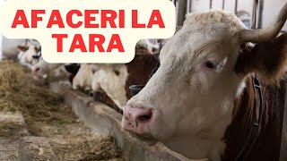 5 idei de afaceri la tara [upl. by Eehtomit]