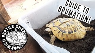 Guide To Tortoise Brumation [upl. by Eelrebmyk]