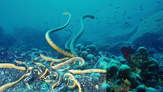 Deadly Sea Snakes That Lurk Below [upl. by Annaya23]