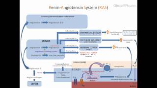 ReninAngiotensin Aldosterone System RAAS [upl. by Lyndsay706]