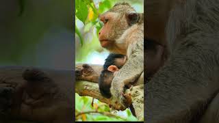 Watching Cutest Baby Milking on the Trees monkey [upl. by Sculley]