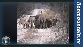 Lions attacks Hippo Mother and Calf in Kruger National Park [upl. by Aneerak]