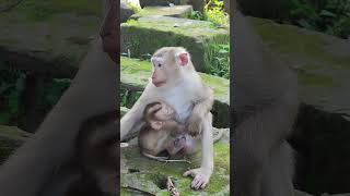 LOIY LEXImonkey Drinking well🐒🤣EQ5 shorts animals viral shortsvideo youtubeshorts monkeys [upl. by Dayna]