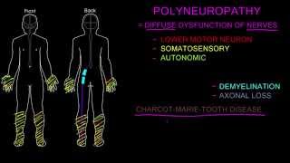 Polyneuropathy [upl. by Ttesil]