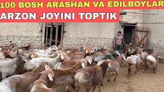 ARASHAN QO‘ZILAR 100 BOSH OPTOM JOYIDAN [upl. by Lleryt]