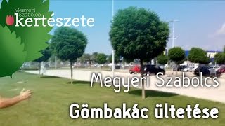 Gömbakác ültetése  Robinia pseudoacacia Umbraculifera  Megyeri Kertészet Győr [upl. by Rexana49]