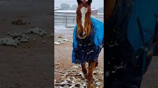 horseplay hearthorse snow snowyday equestrian ilovemyhorse horse libertyhorse [upl. by Aehtna]