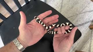 California Kingsnake unboxing [upl. by Bibah]