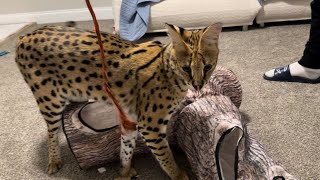 Serval Pet Playing [upl. by Anelrihs862]