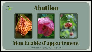 Abutilon un arbuste toujours en fleurs abutilon vegetosphere arbuste [upl. by Frum]