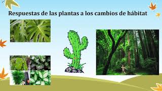 Diversidad de las plantas [upl. by Liberati]