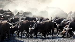 Buffalo at Chitake Spring  August 2020 [upl. by Ford]