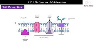 A Level Biology  2151  Structure of Cell Membranes [upl. by Willtrude]