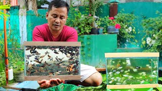 Ornamental Fish FarmingProducing thousands of Livebearer fish amp Egg layer fish  Farm update [upl. by Mirella805]