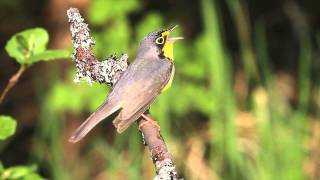 Canada Warbler in Maine [upl. by Nyla]