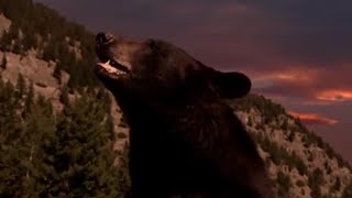 Why Do Bears Hibernate  Big Sky Bears  BBC Earth [upl. by Lydie]