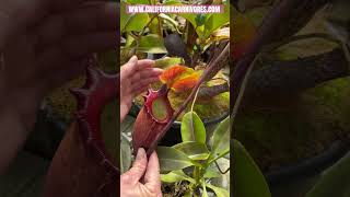 Nepenthes rajah the kind of pitcher plants [upl. by Ttirb]