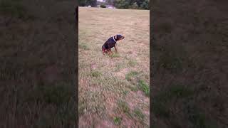 jett rolling in the grass and then dusting himself off doberman dogs dogtraining doglife woof [upl. by Haland]