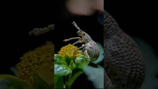 Weevils are beetles belonging to the superfamily 🪲 youtubeshorts viralvideo shorts shortvideo [upl. by Rawden]