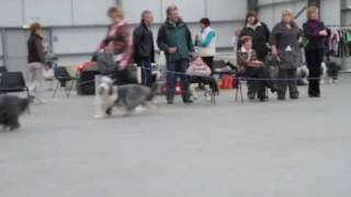 Bearded Collie Eastern Bearded Collie Club [upl. by Trinee483]