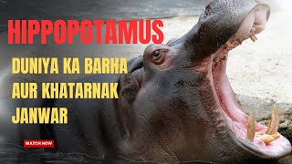 The Untold Truth About Hippopotamus  Duniya Ka Khatarnak Janwar [upl. by Aerdnaeel]