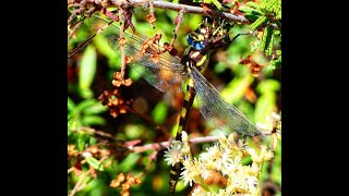 Pacific Spiketail eating a Western Yellowjacket [upl. by Nirtiak]