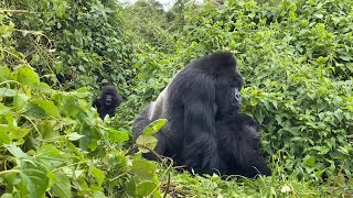 Mountain Gorillas mating in the wild  Rwanda [upl. by Carbrey]