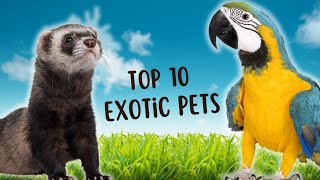 Exotic Pet Favorites The Top 10 Most Popular Picks Unveiled [upl. by Sirrad]