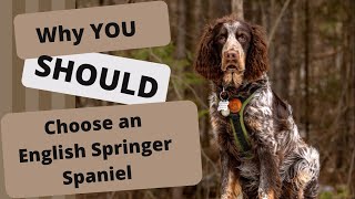 Why you SHOULD choose an English Springer Spaniel for a Next Pet [upl. by Oniluap263]