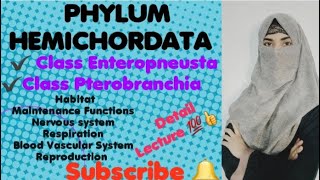 Phylum Hemichordata  Class Enteropneusta acorn worms  Class Pterobranchia [upl. by Lexa]