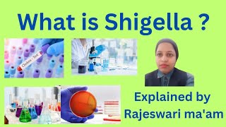 what is Shigella [upl. by Lindgren690]