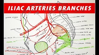 Branches of the Internal and External ILIAC ARTERIES [upl. by Magena]