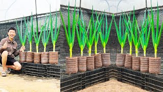 Growing green onions is very simple with just a few plastic bottles and lush vegetables [upl. by Boswell]