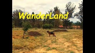 WanderLand  Review  youre gonna love this [upl. by Lebazi788]