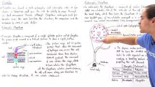 Prokaryotic vs Eukaryotic Flagella [upl. by Llohcin667]