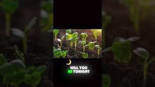 Plant growing Timelapse timelapse plants [upl. by Conners]