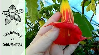 Greenhouse in November  watering at low temperatures dahlias amp brugmansias [upl. by Lundgren504]