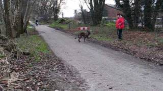 Sasja x mechelse herderhollandse herder zoekt nieuw tehuis [upl. by Ynetsed674]